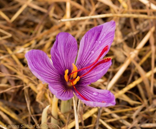 Fleurs 2019 4 1 sur 1